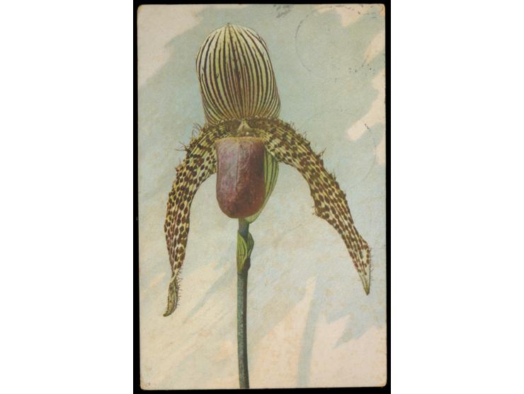 Sonderstempel  Berlin SW Orchideen-Ausstellung  16.11.13 6-7N. (letzter Einsatztag) auf Ansichtskarte "Cypripedium Mahlerae" 